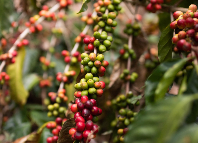 Is There Really Mold in Coffee?